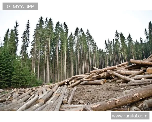 地震与伐木工2017年比赛精彩回顾及比分分析